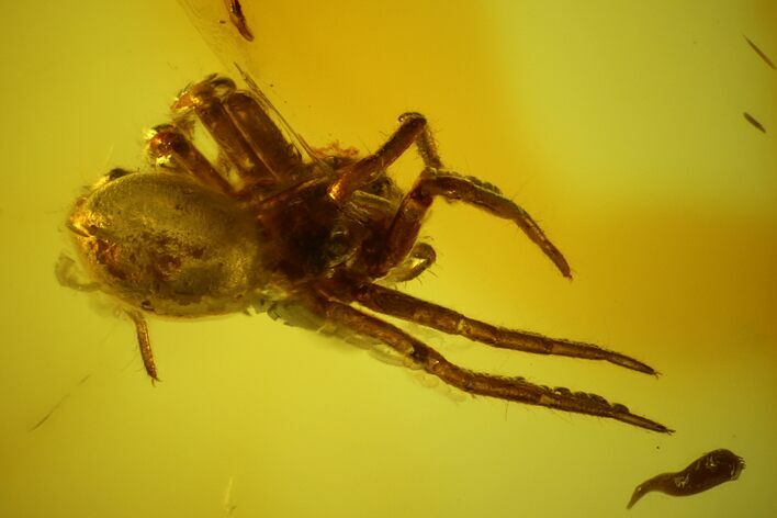 Detailed Fossil Spider (Araneae) in Baltic Amber #145468